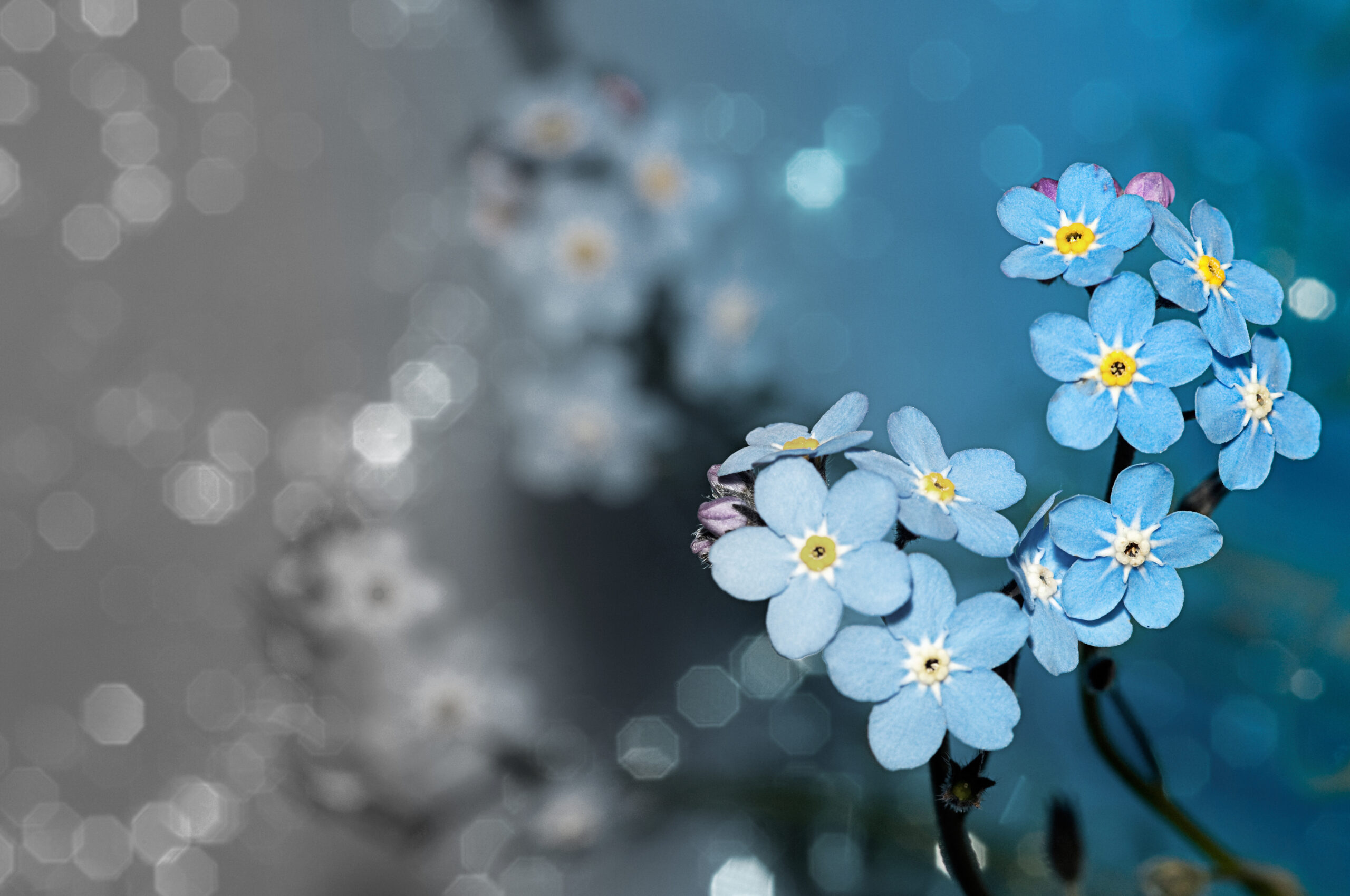Nærbilde av den blå blomsten forglemmegei, mot delvis grå og blå, litt uklar bakgrunn.