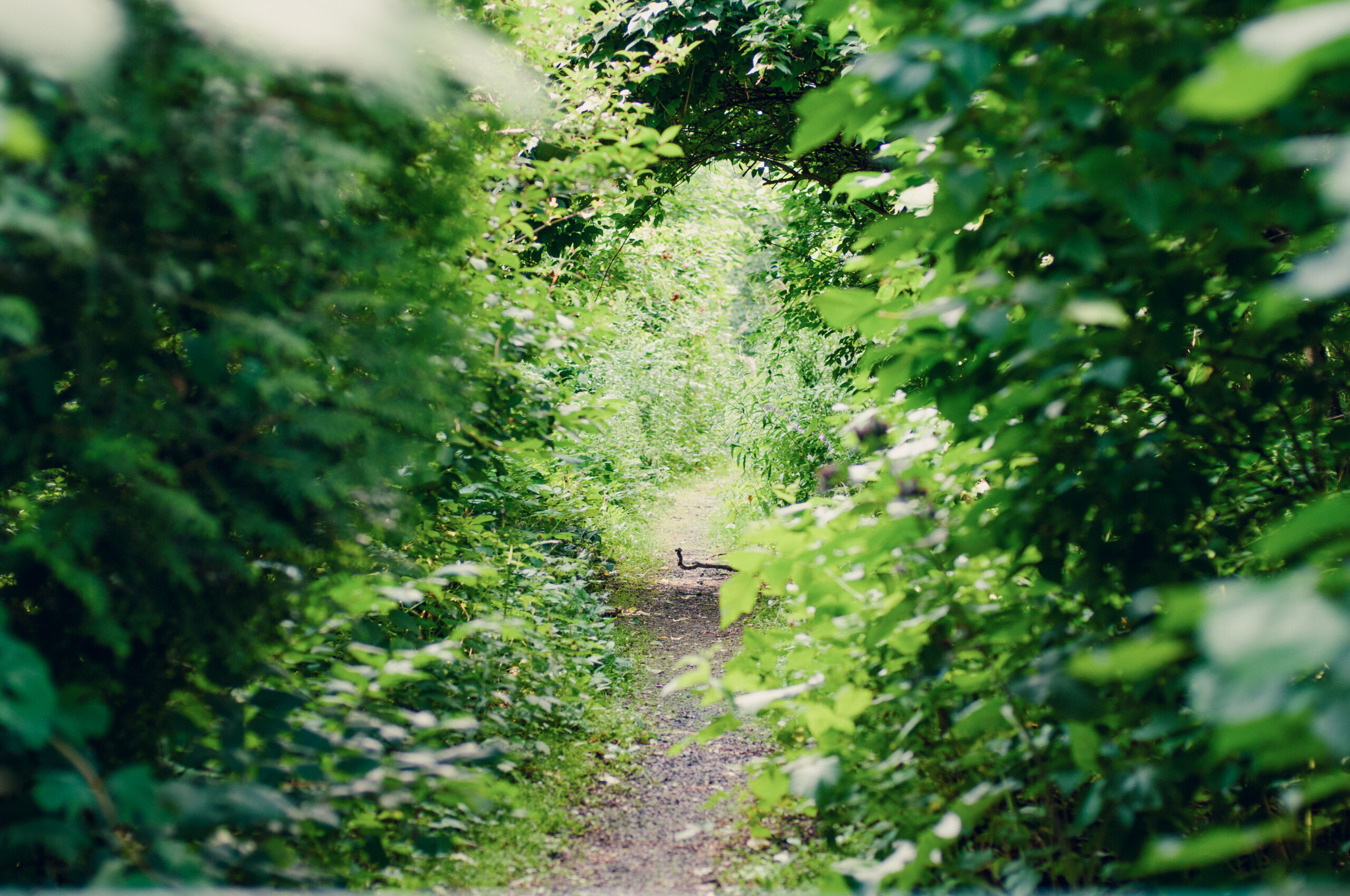 Sti gjennom grønne busker